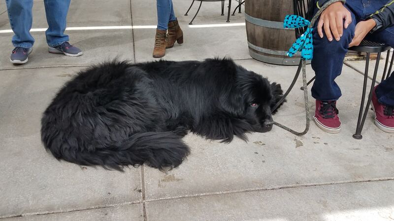 A substantial Newfoundland dog visiting Chateau Ste. Michelle with his people.