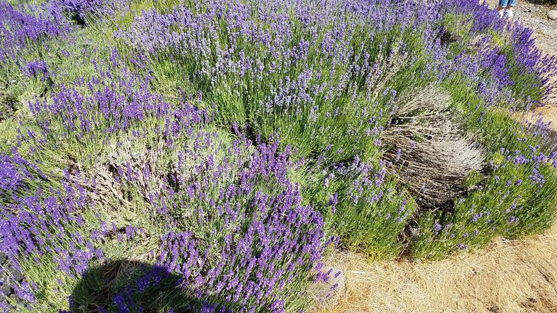 English lavender in full bloom at Lavender Hill Farm, Vashon Island WA.
