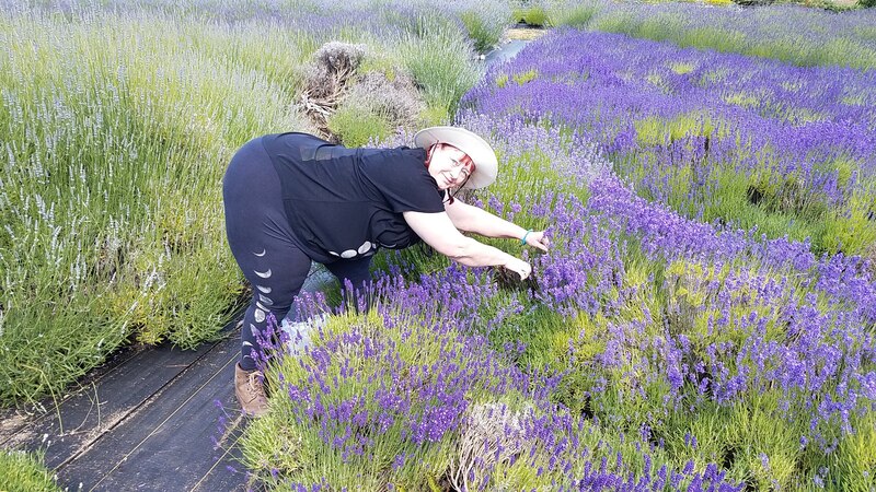 Kayleen cutting some lavender blossoms at Lavender Hill Farm, Vashon Island WA.